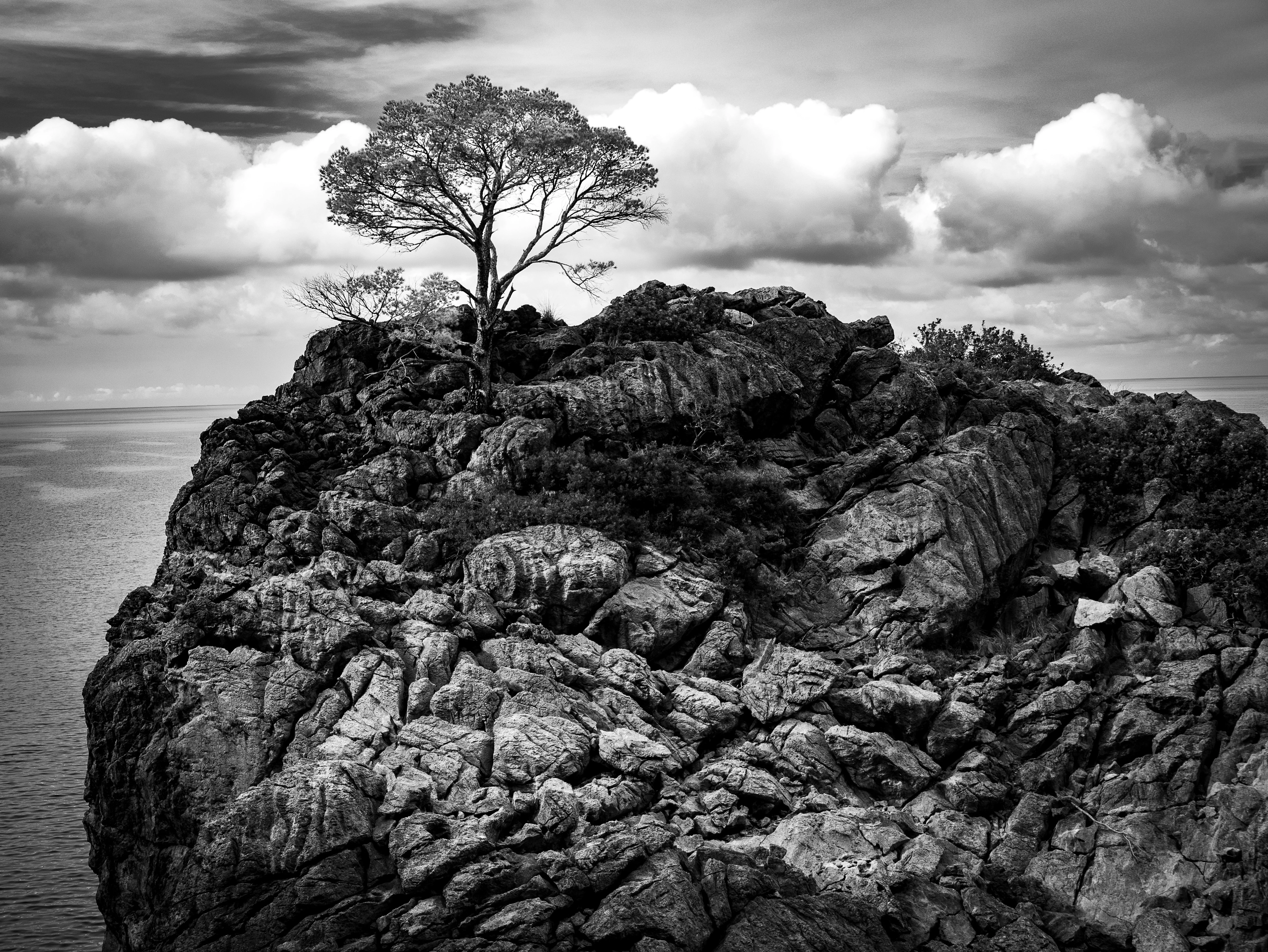 Sosna na skale wybrzeża Serra de Tramuntana w kontrastowej czerni i bieli